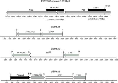 Construction of Mycoplasma hyopneumoniae P97 Null Mutants